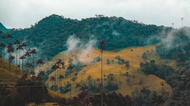 fernanda-fierro-XV4XUU7gWlk-unsplash